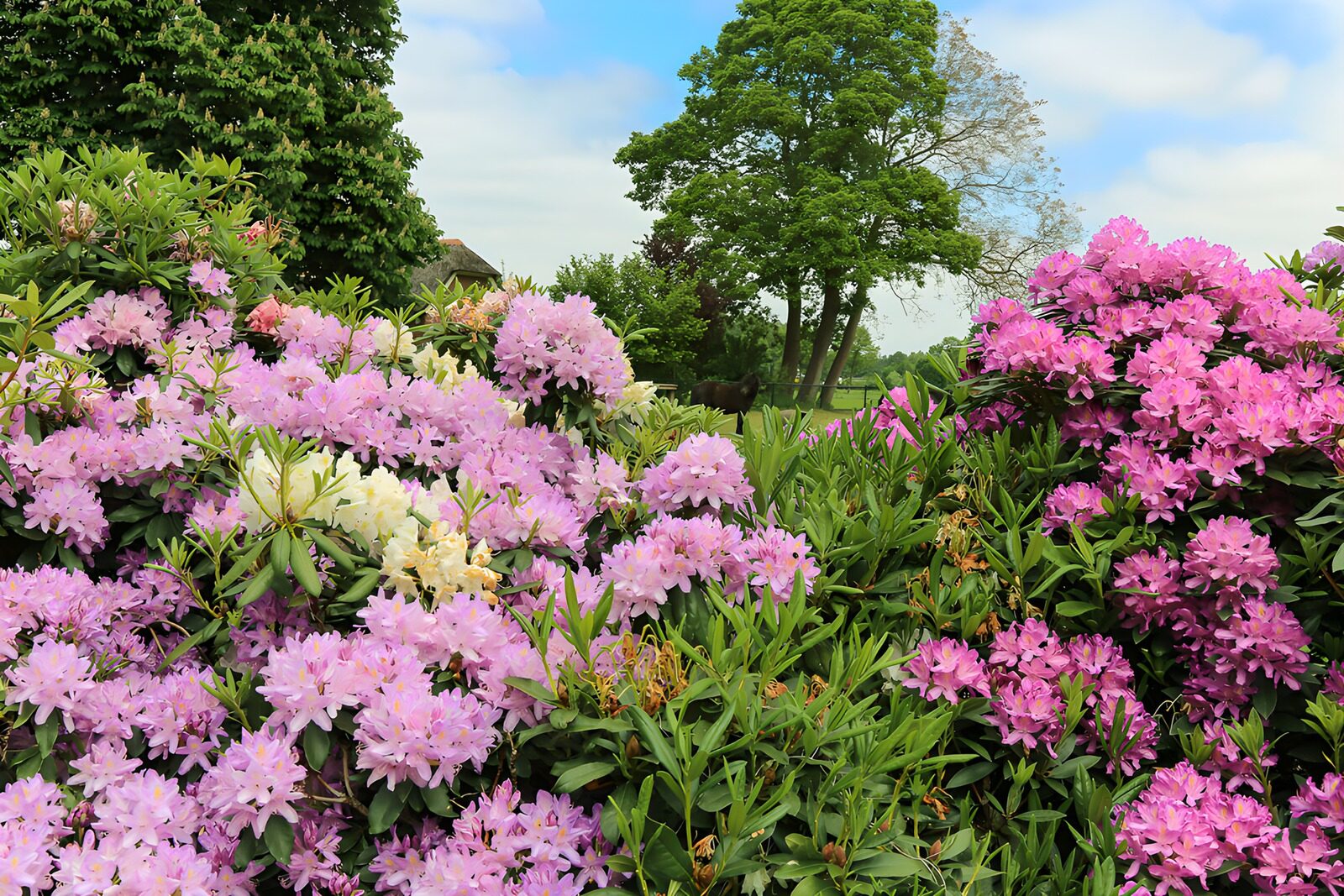 Vibrant Rhododendron Blooms in Nature
