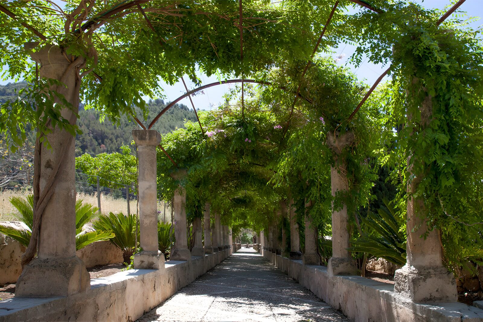 Tranquil Garden Pathway