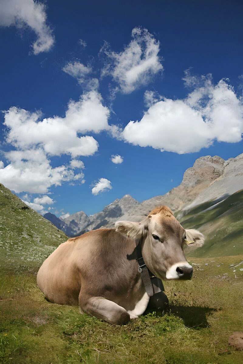 Serene Alpine Cow in Majestic Landscape