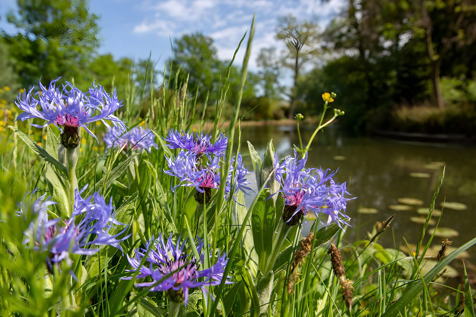 Vibrant Purple Flowers by the Water