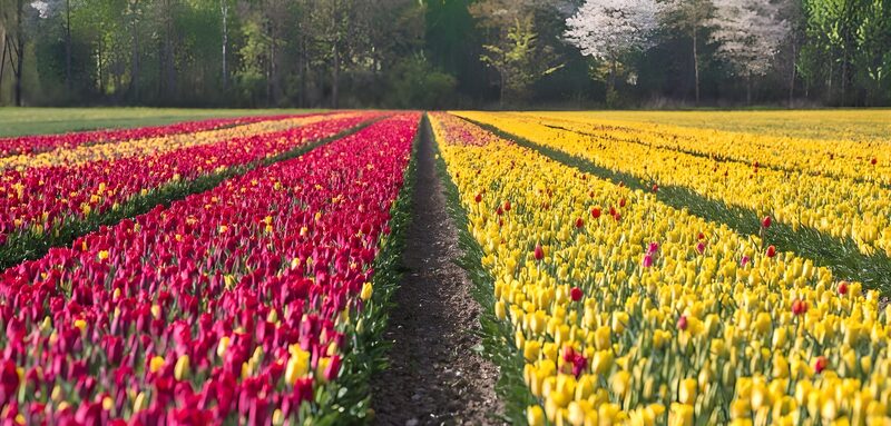 Colorful Tulip Fields in Bloom