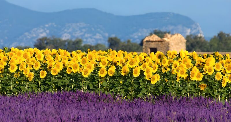 Vibrant Fields of Sunflowers and Lavender