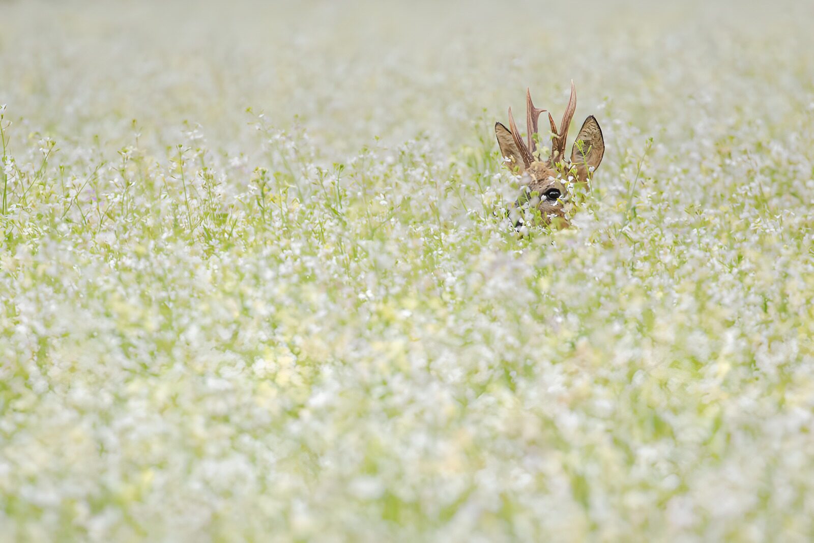 Hidden in the Blossoms