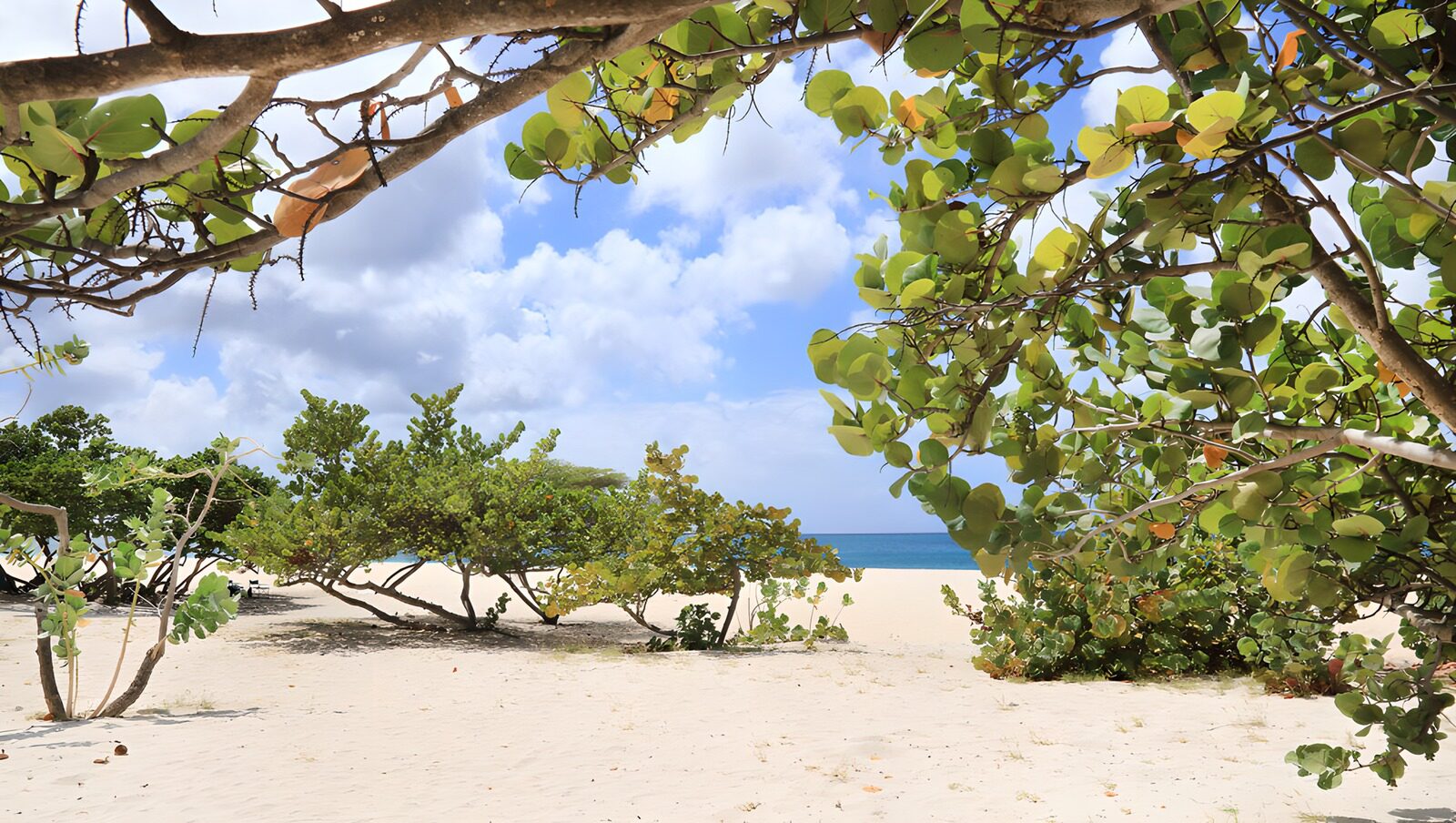 Serene Beach View Framed by Lush Trees