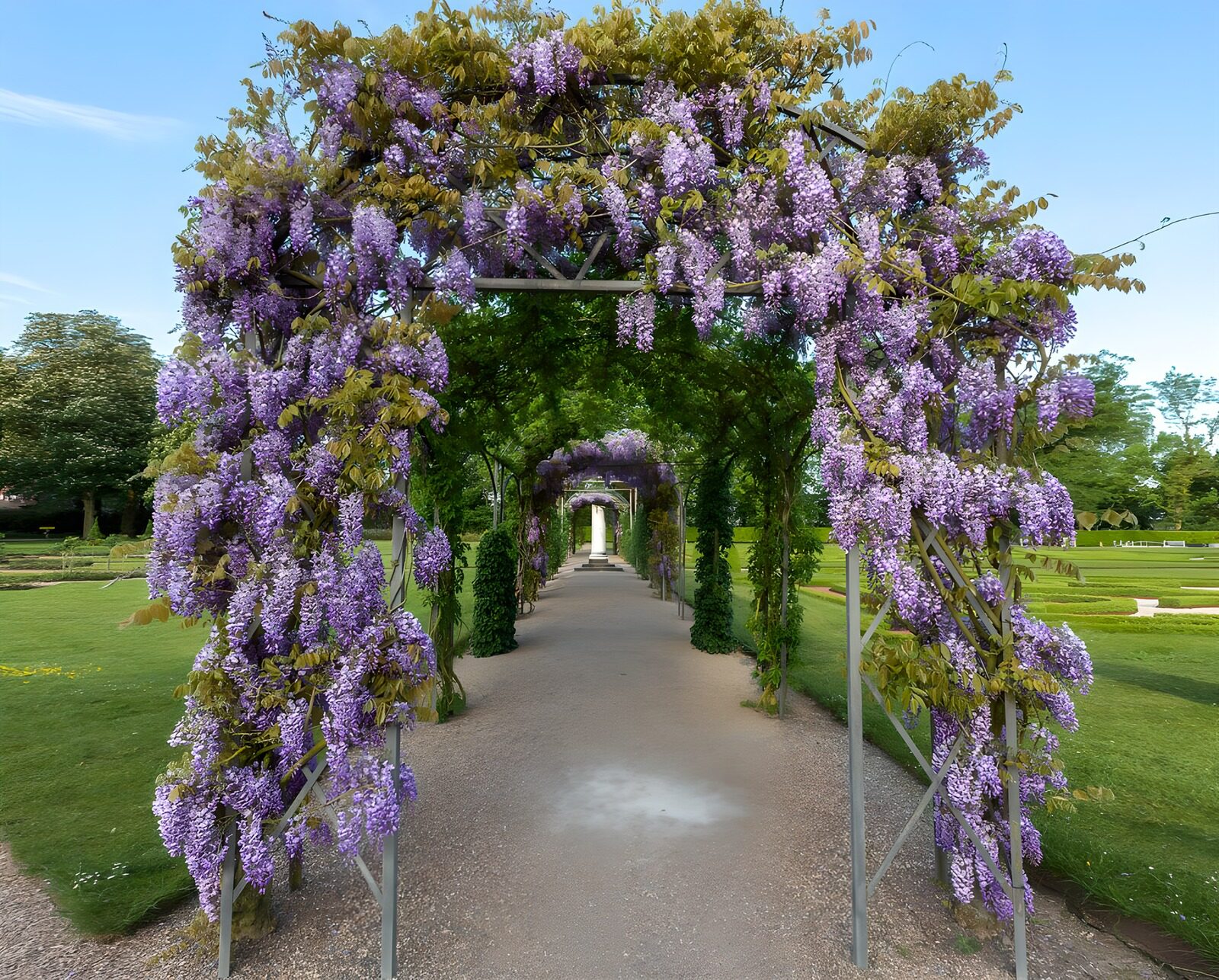 Wisteria Archway in Bloom