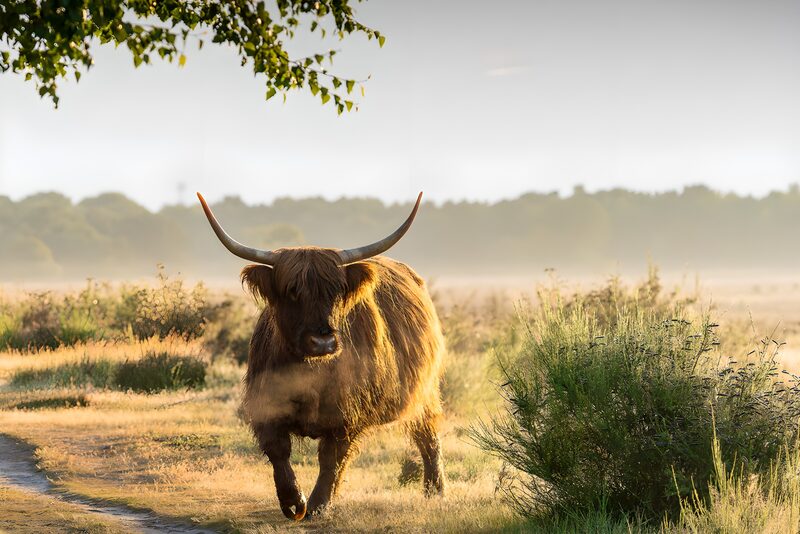 Majestic Highland Cow in Morning Glow
