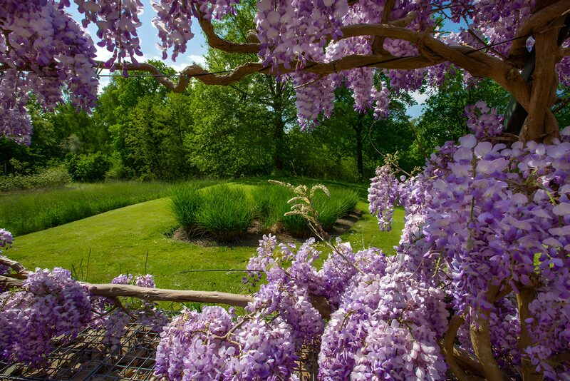 Wisteria in Bloom