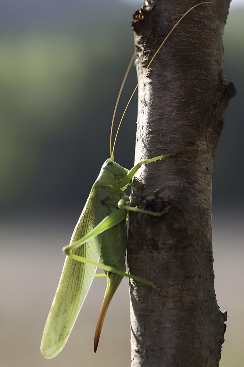 Green Grasshopper on a Tree Trunk