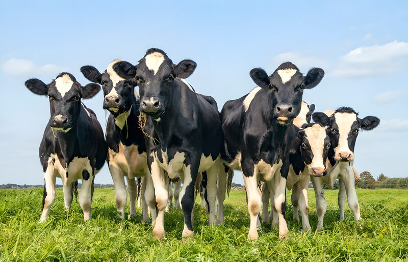 Curious Cows in the Pasture