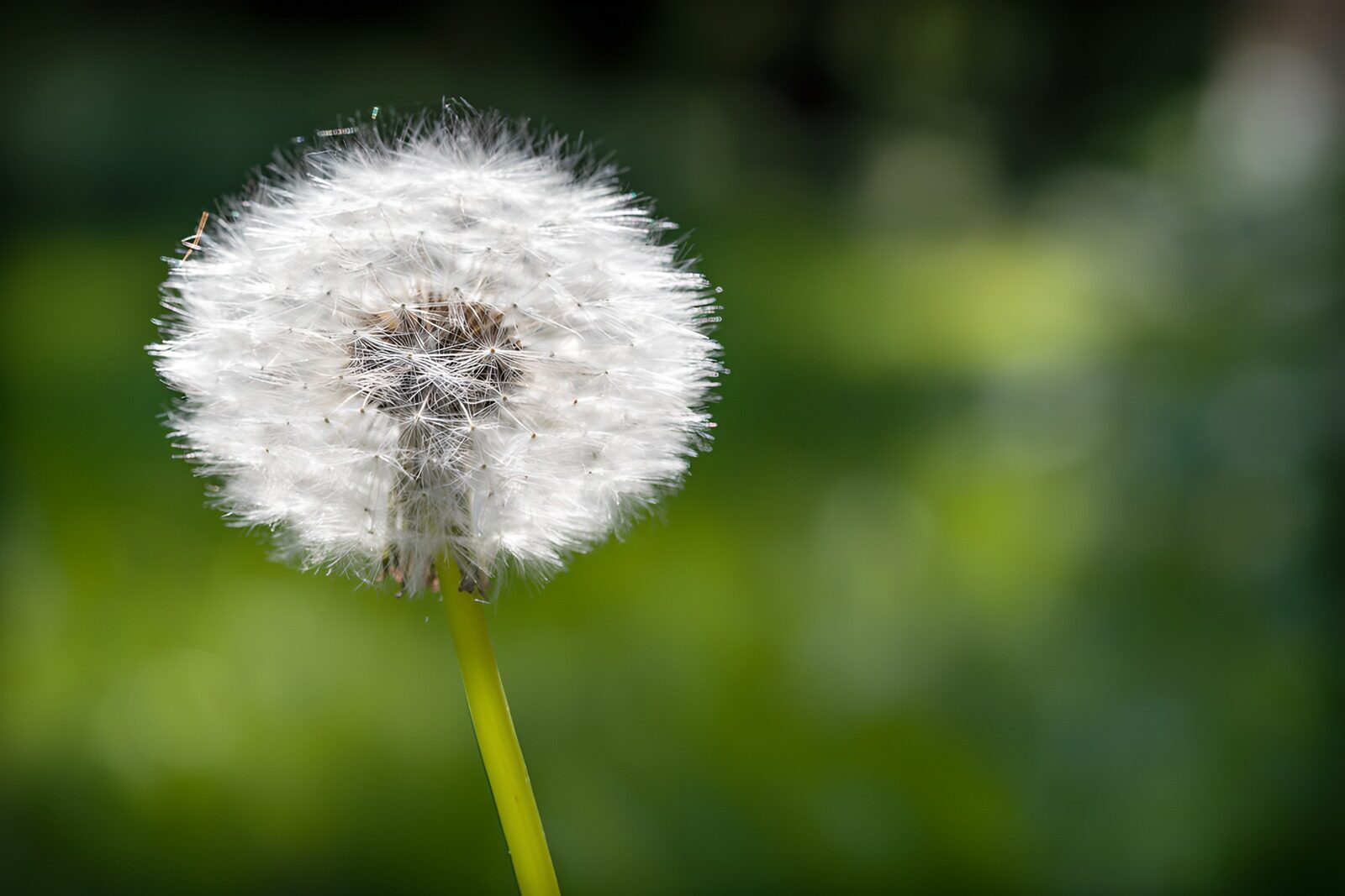 Whimsical Dandelion Puff