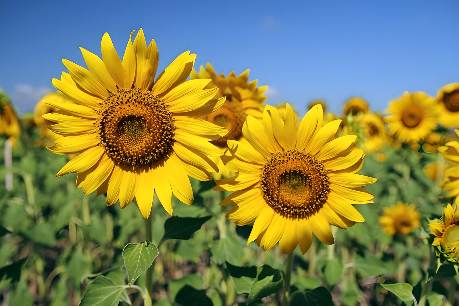 Bright Sunflowers in the Field