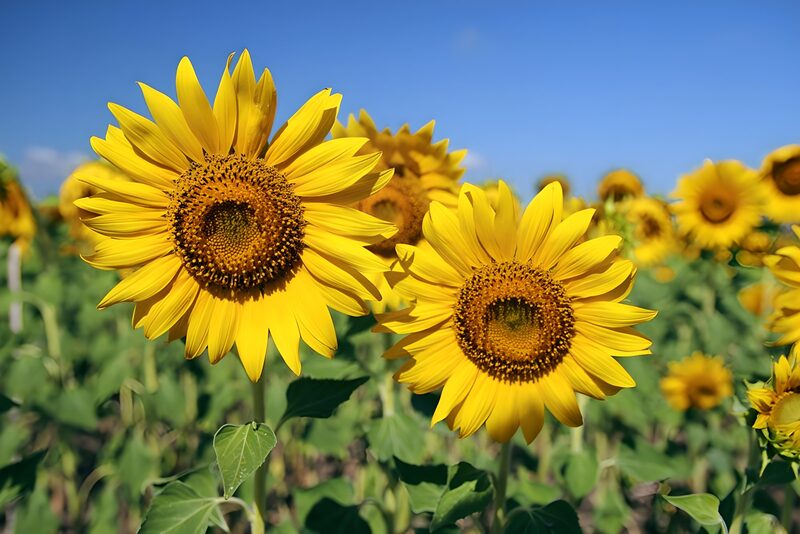 Bright Sunflowers in the Field