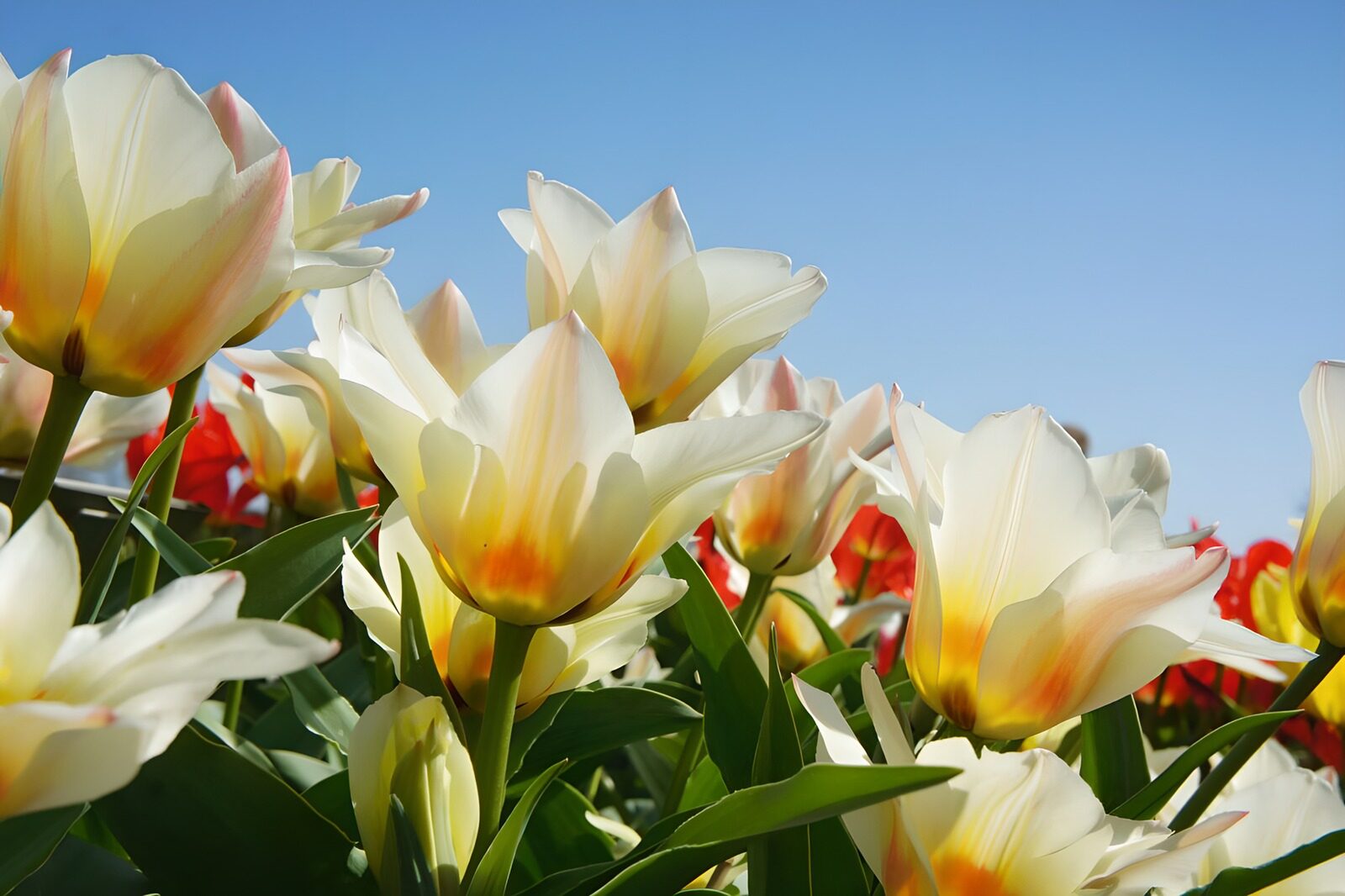 Radiant Tulips in Bloom Against Blue Sky