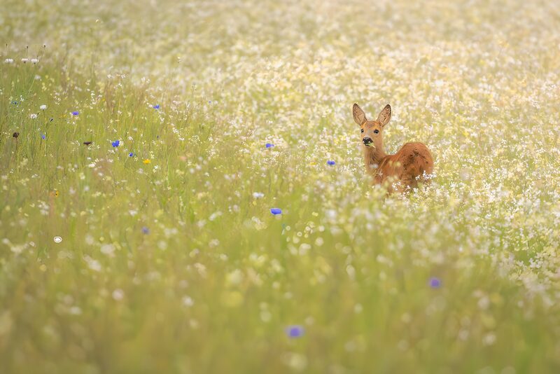 Fawn Among Wildflowers