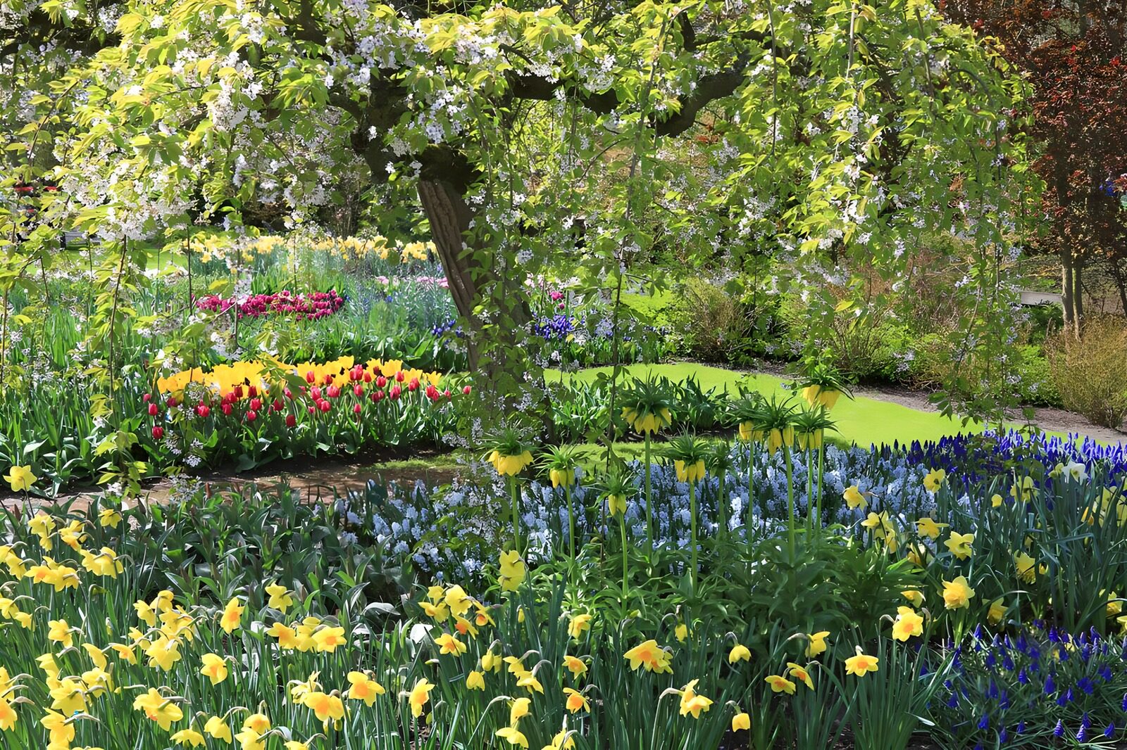 Spring Blossom in a Colorful Garden