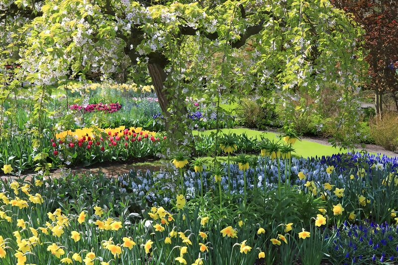 Spring Blossom in a Colorful Garden