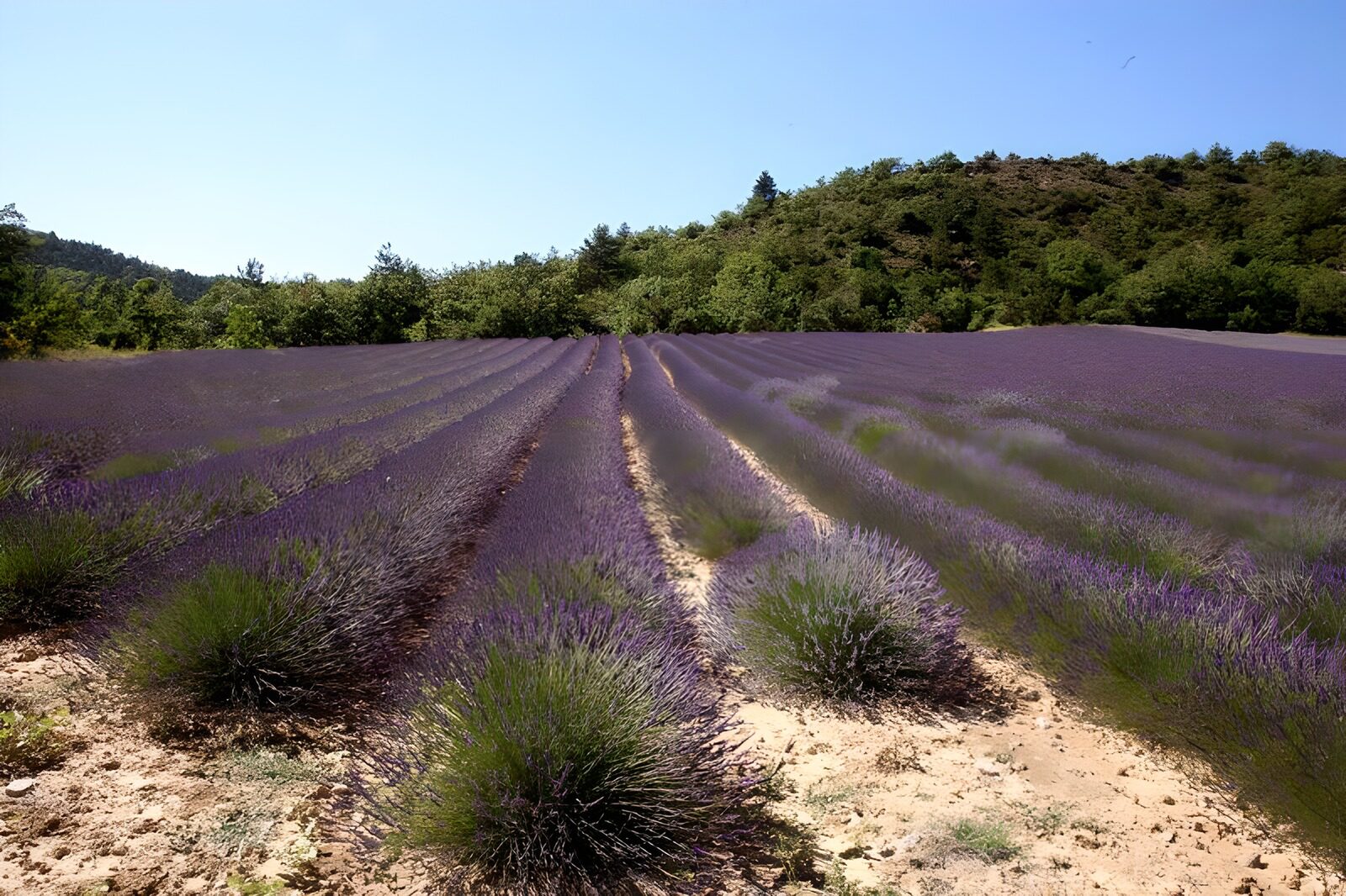 Lavender Fields Under Clear Blue Skies