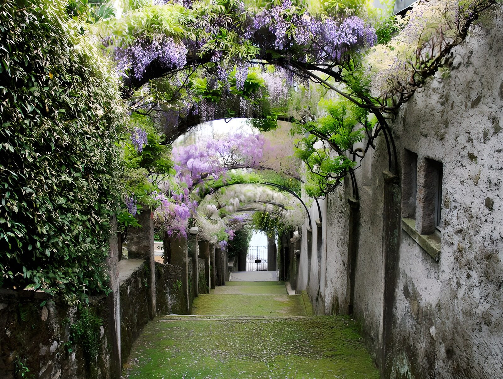 Enchanted Pathway of Wisteria Blossoms