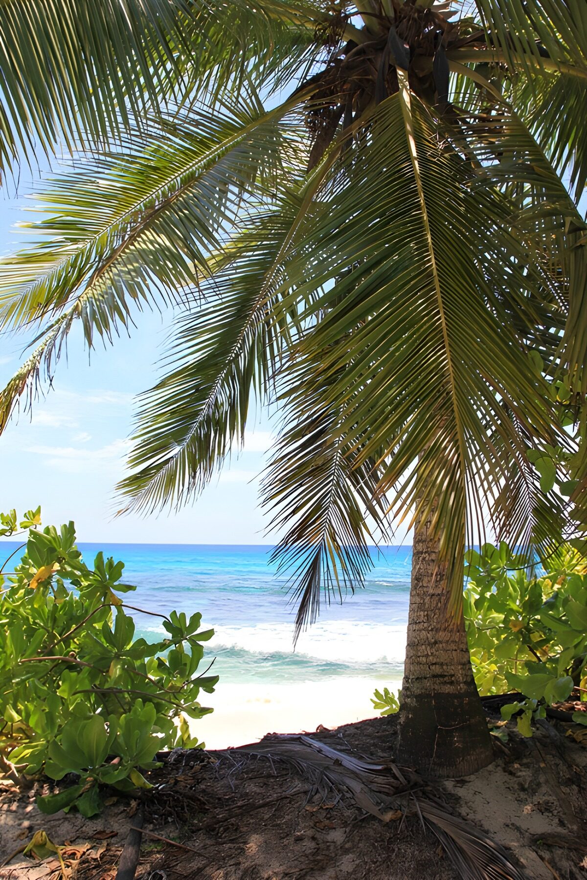 Tropical Paradise by the Shore