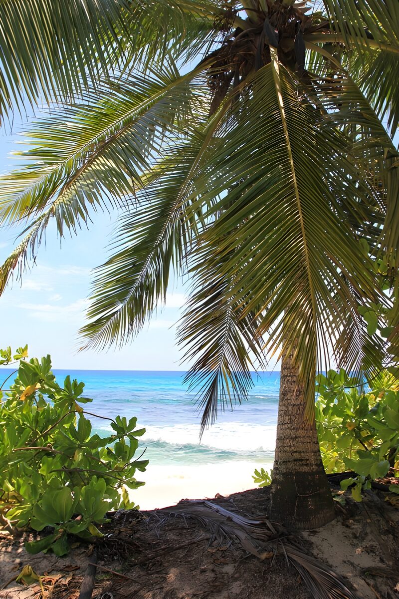 Tropical Paradise by the Shore