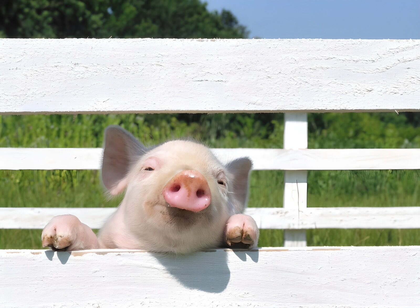 Playful Piglet at the Fence