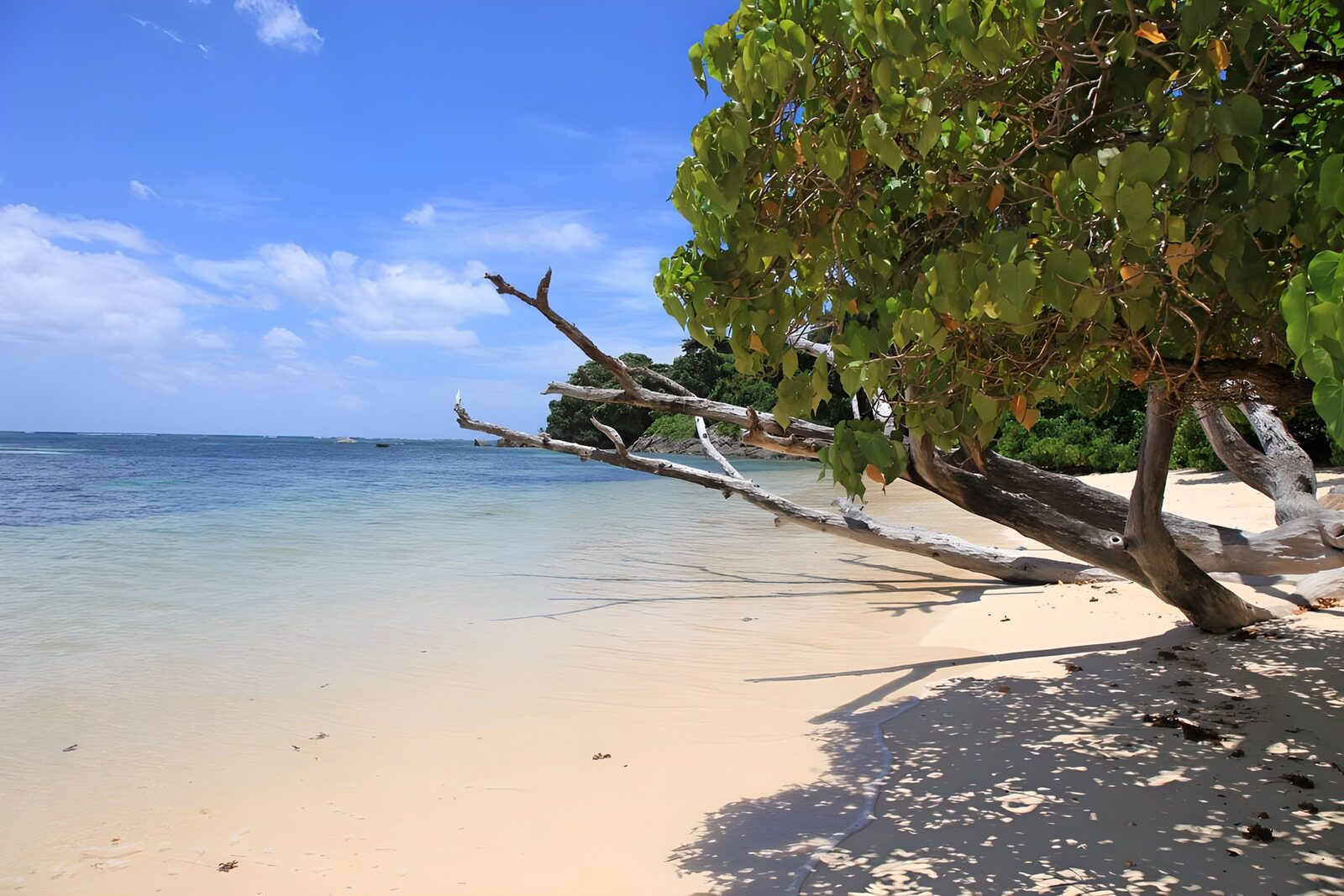 Serene Beach with Lush Trees