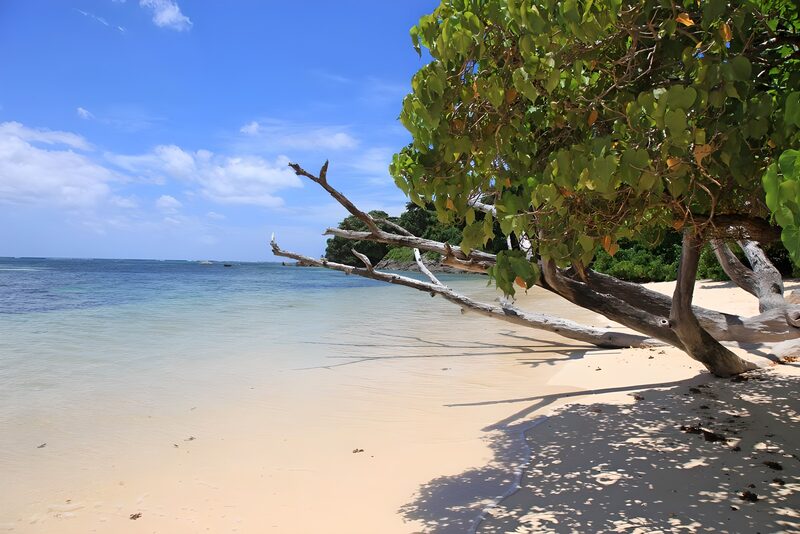 Serene Beach with Lush Trees
