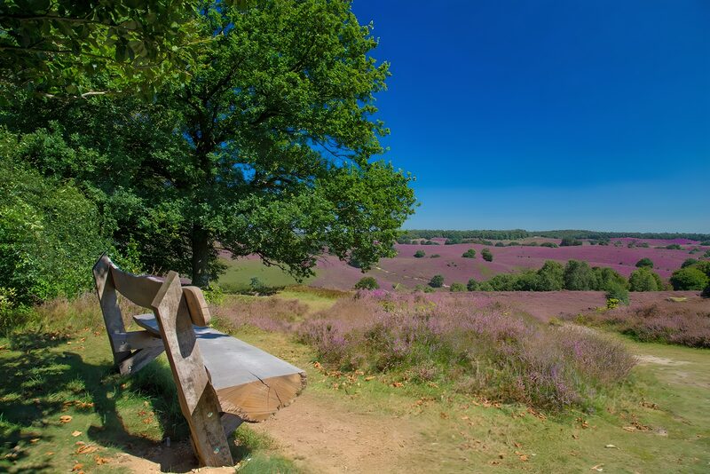Serene View Over Lavender Fields