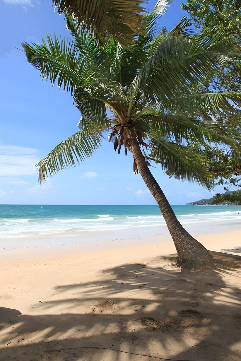 Tranquil Beach with Leaning Palm Tree