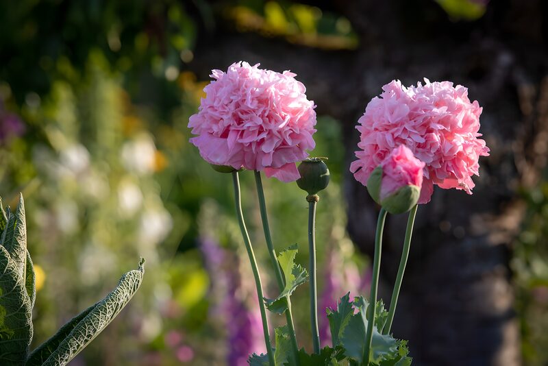 Delicate Pink Poppies in Bloom