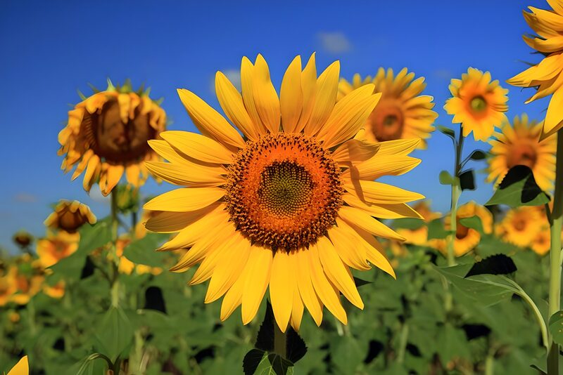 Vibrant Sunflower Field
