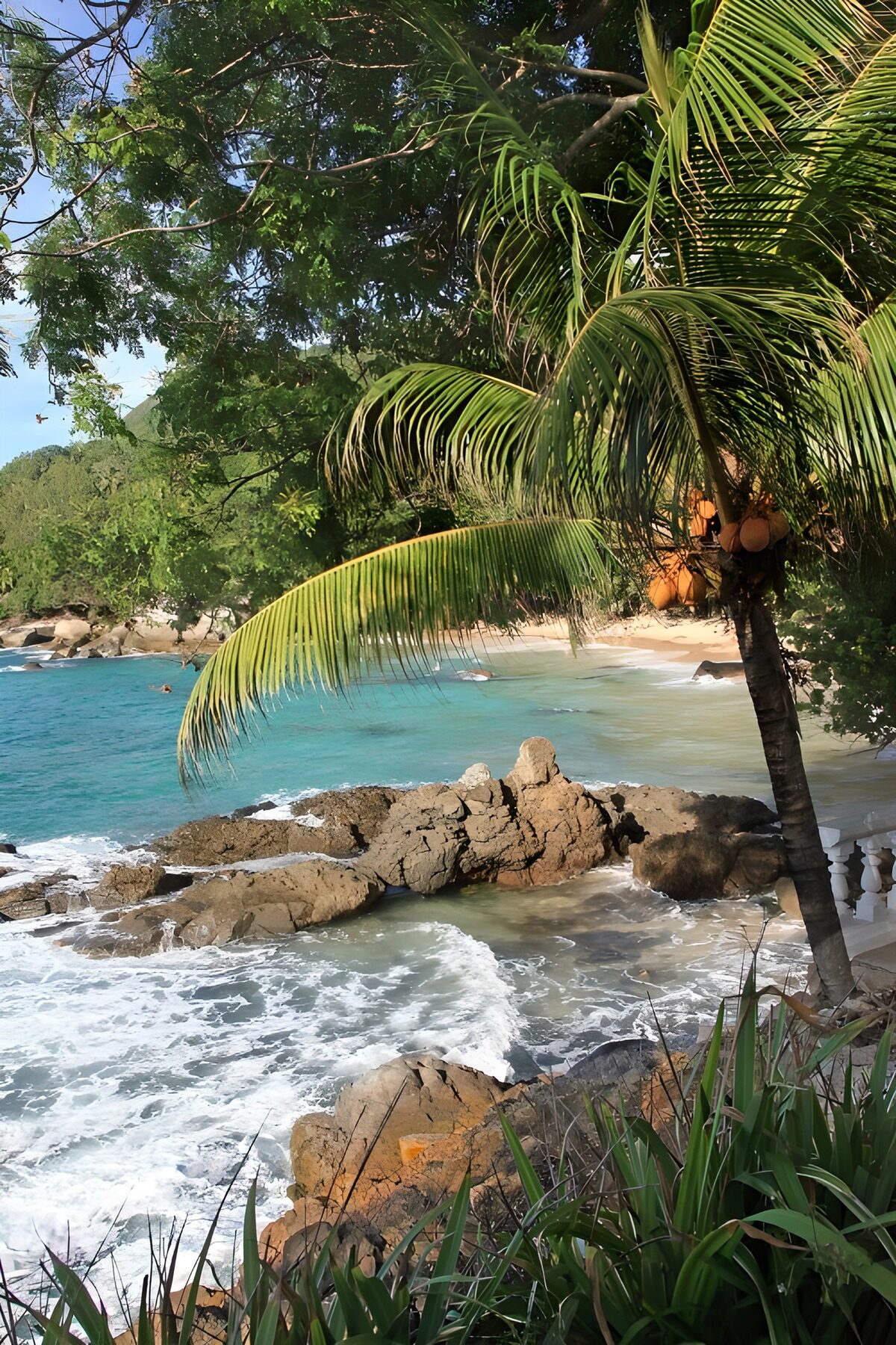 Serene Beach View with Palm Trees