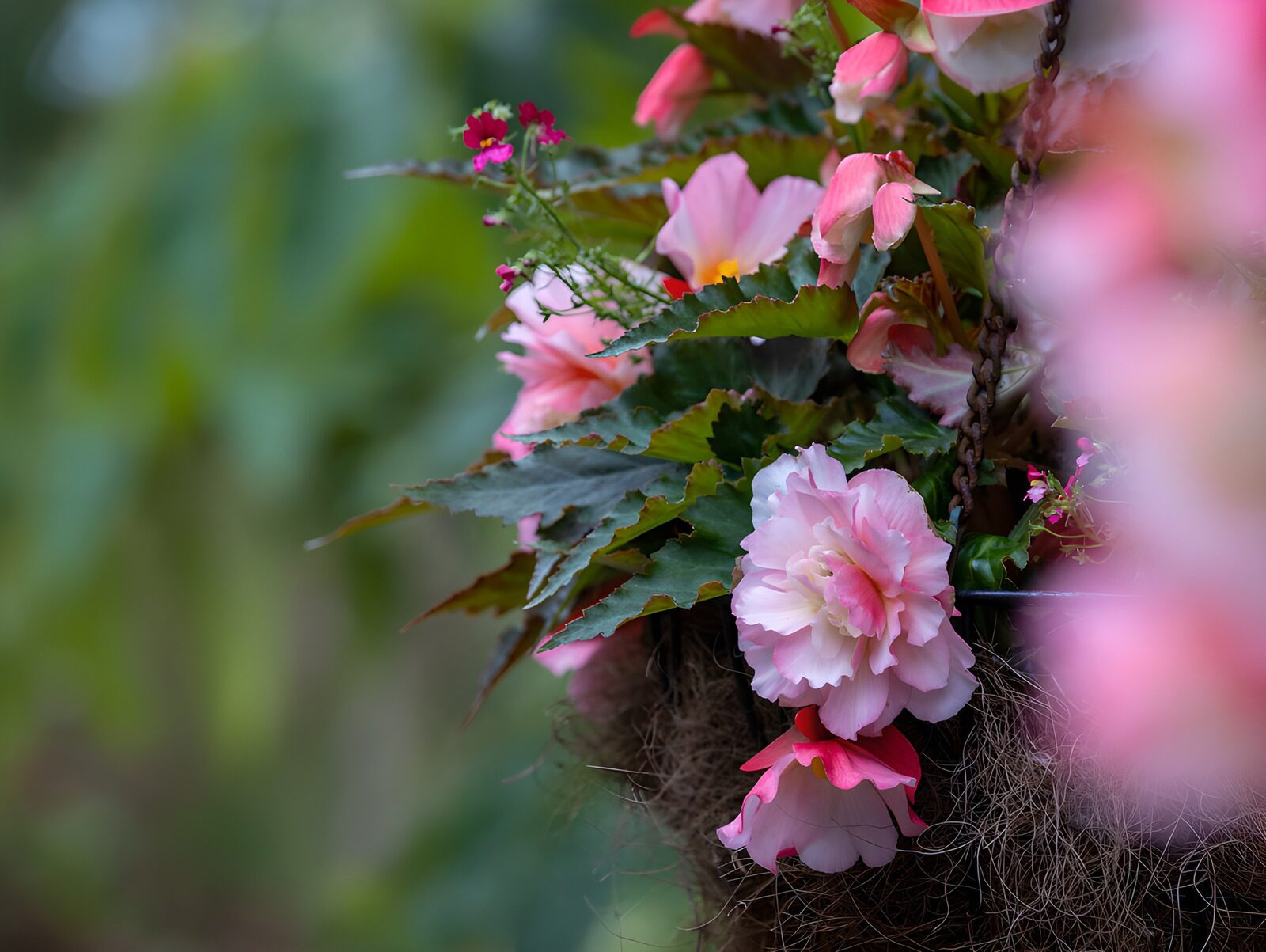 Delicate Pink Begonia in Basket