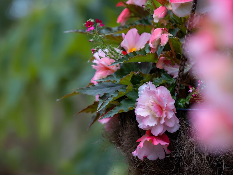 Delicate Pink Begonia in Basket