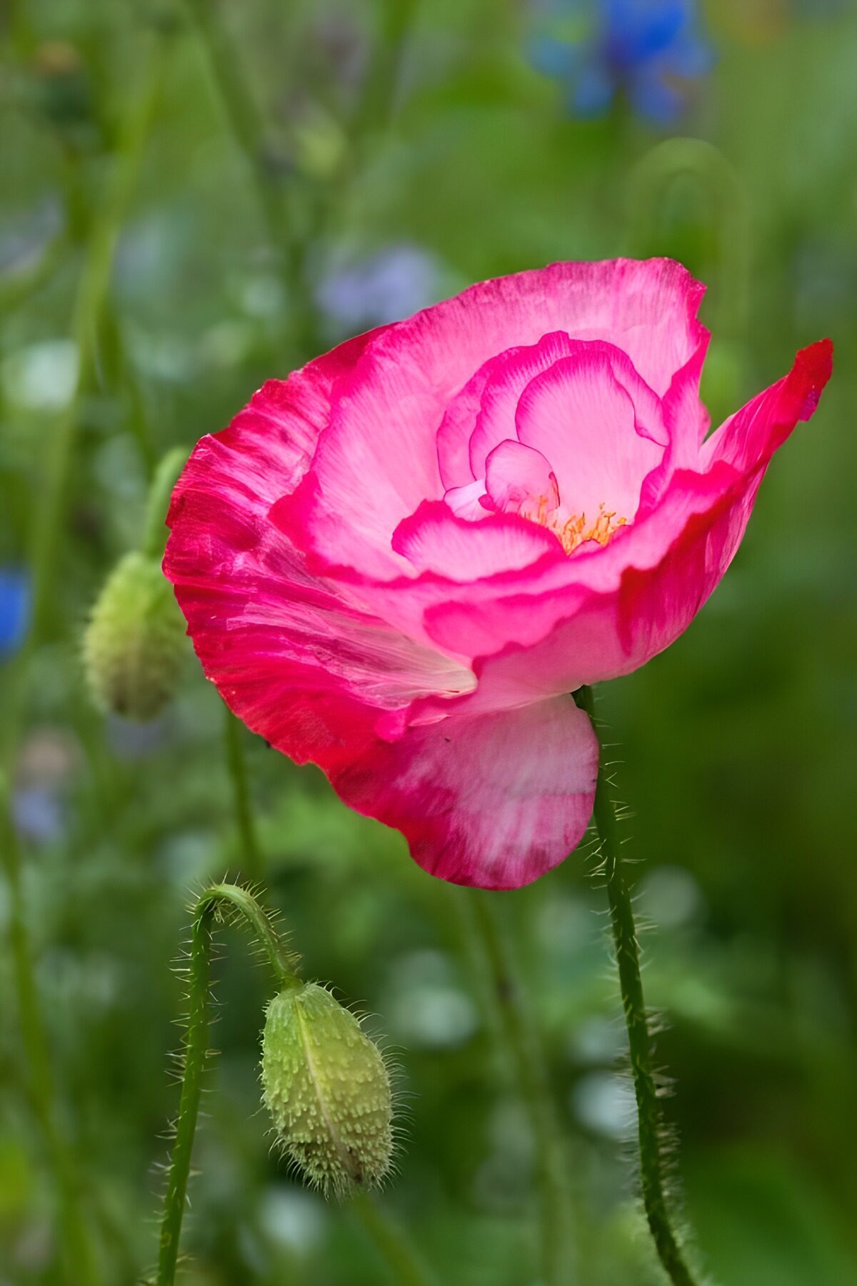 Vibrant Pink Poppy Blossom