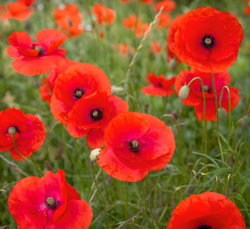 Vibrant Poppy Field in Bloom