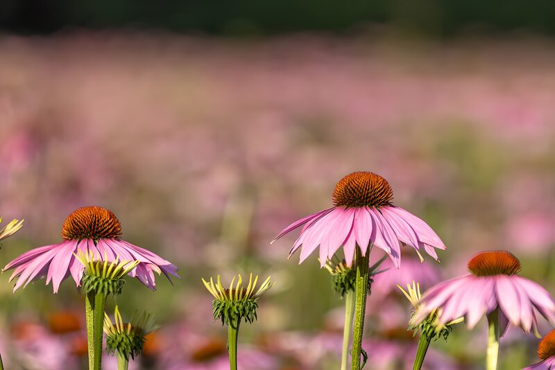 Vibrant Echinacea Blooms in a Meadow