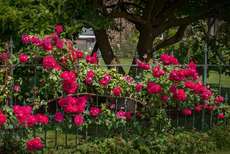 Vibrant Roses on a Garden Fence