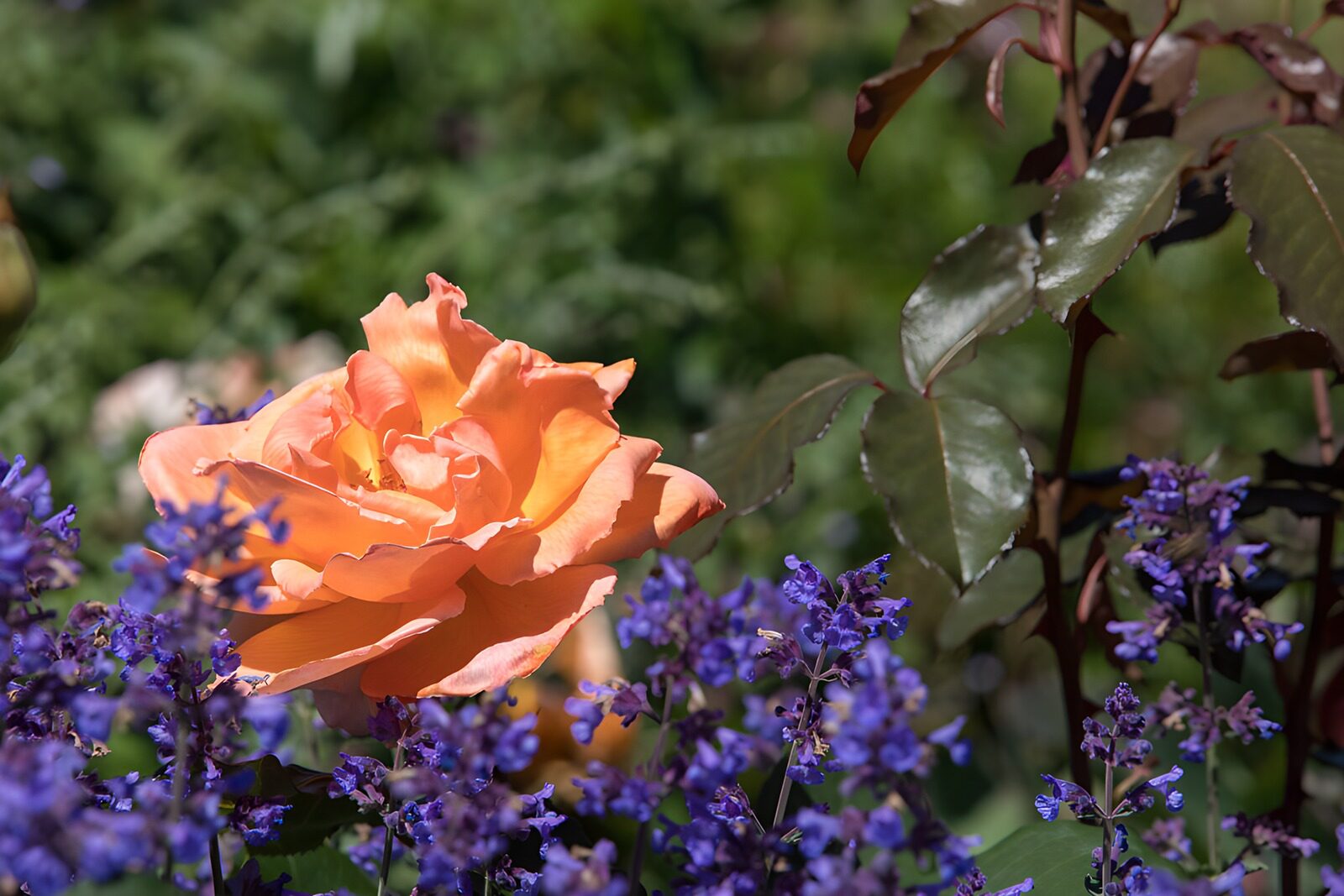 Serenity in Bloom