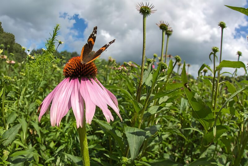 Butterfly on a Pink Flower