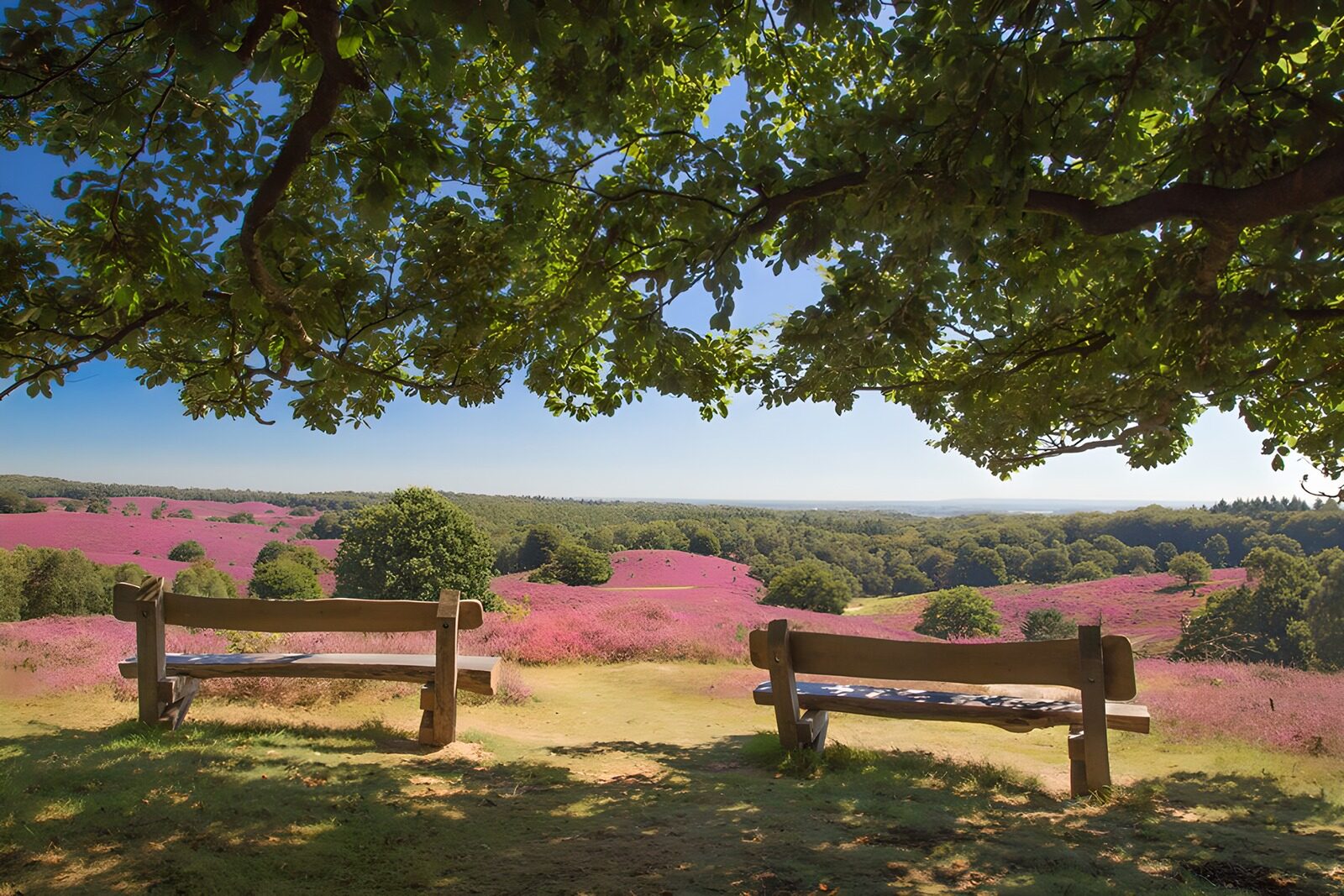 Scenic Overlook of Vibrant Heather Fields