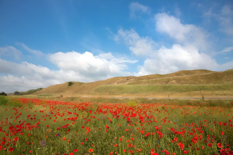 Vibrant Poppy Field Under Blue Skies