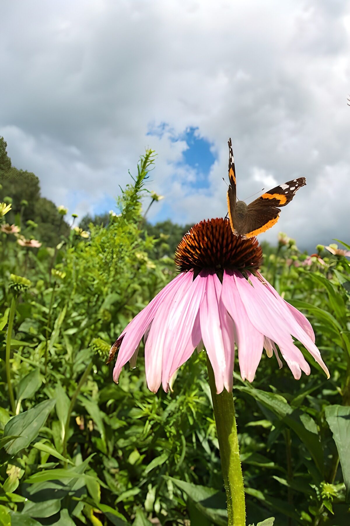 Butterfly on Pink Flower in Nature