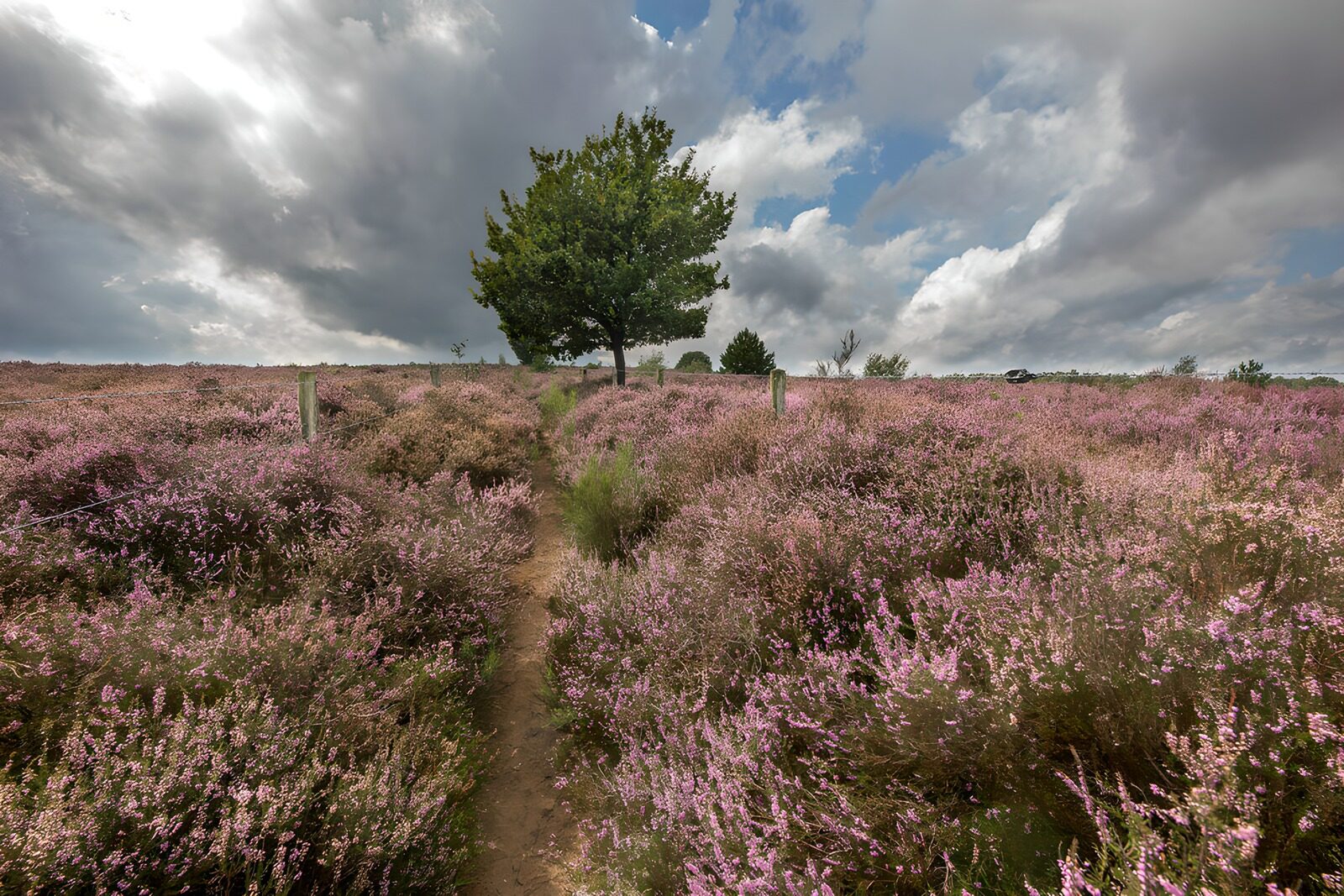 Blossoming Heather Pathway
