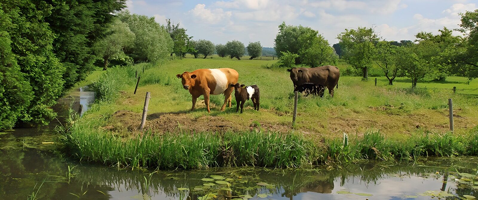 Cows in a Serene Pastoral Landscape