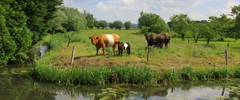 Cows in a Serene Pastoral Landscape