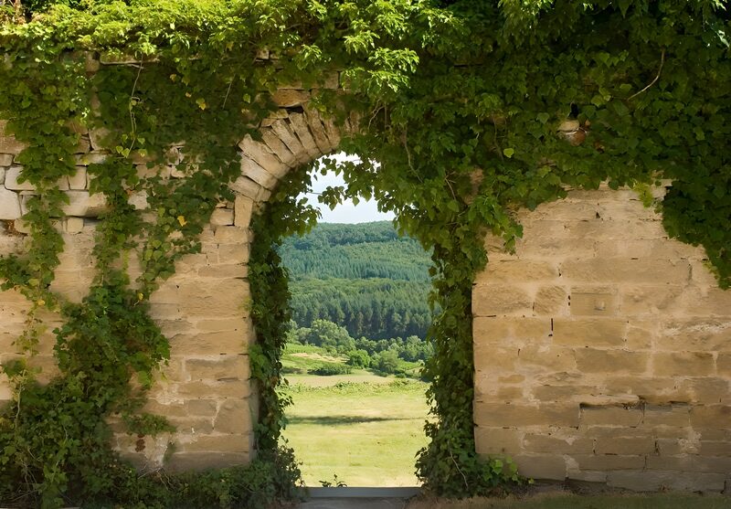 Framed by Nature: A Verdant Archway