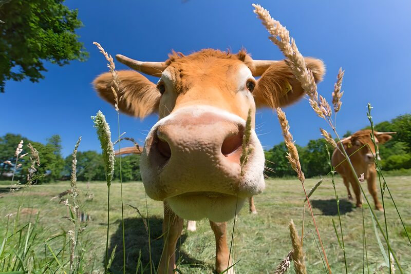 Curious Cow in the Meadow
