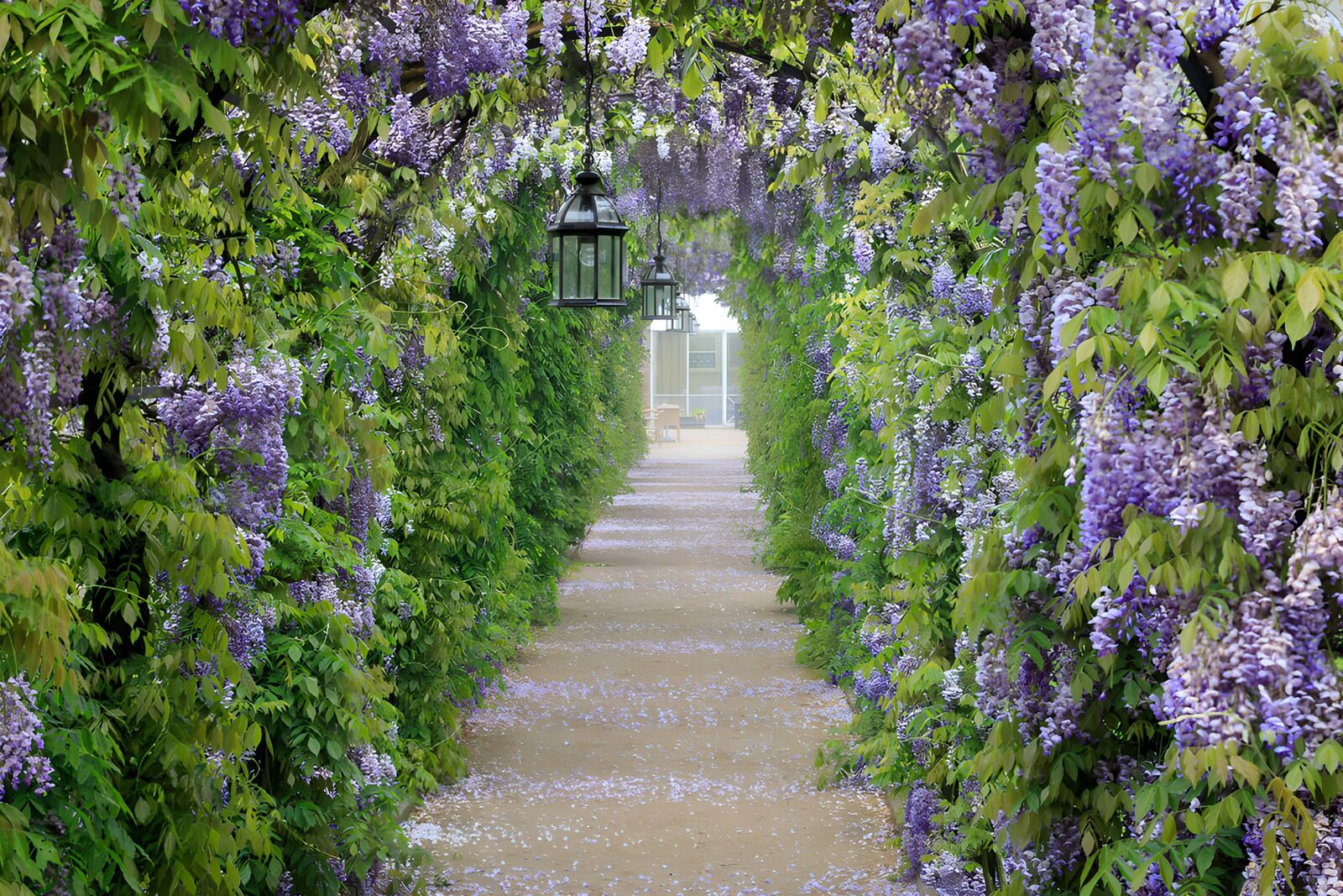 Purple Blossom Garden Pathway