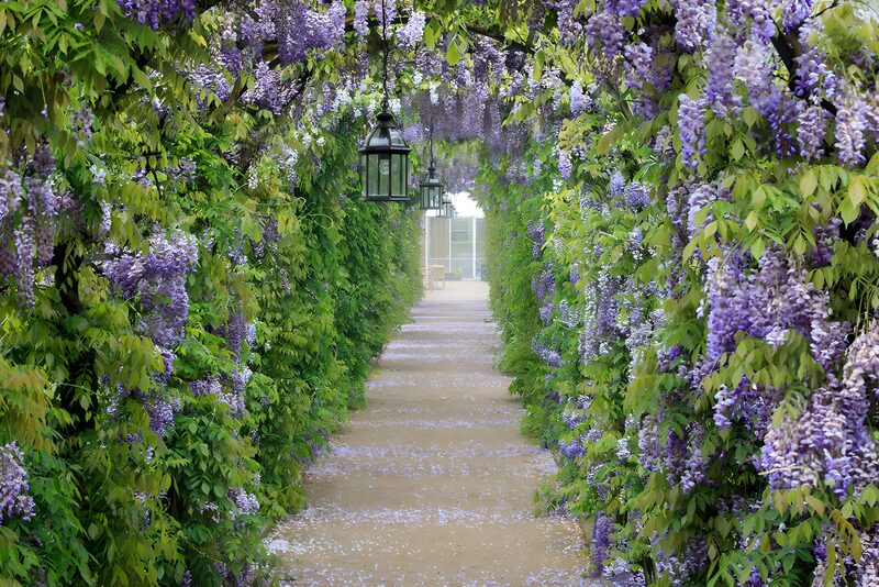 Purple Blossom Garden Pathway